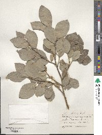 Salix iliensis image