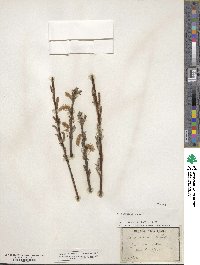 Salix incana image