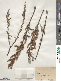 Salix incana image
