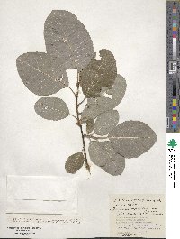 Salix jenisseensis image