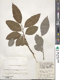 Salix jenisseensis image