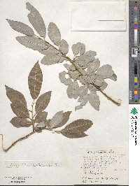 Salix jenisseensis image