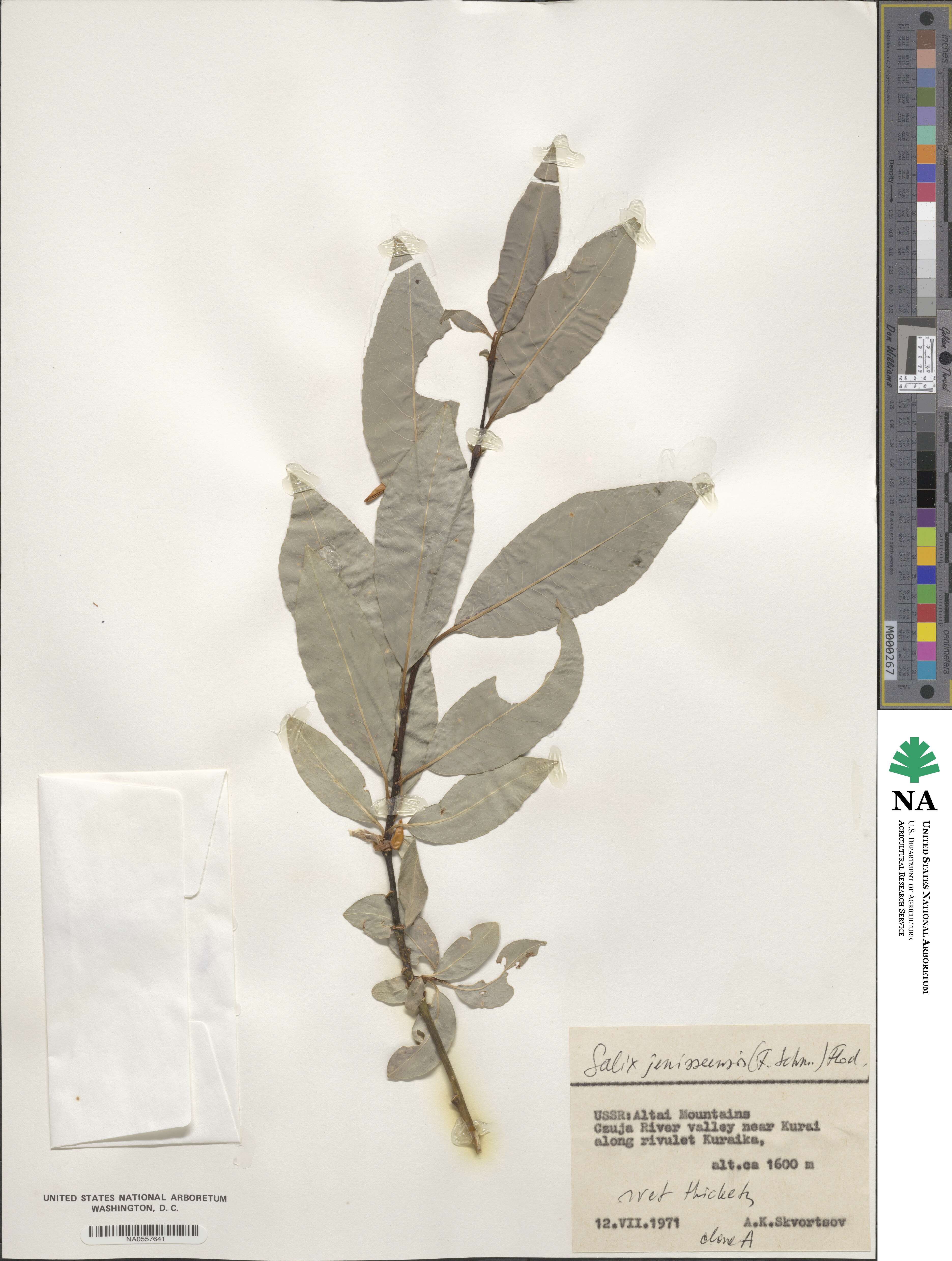 Salix jenisseensis image