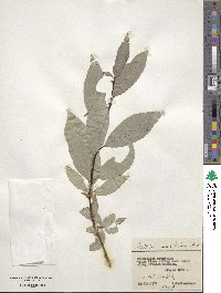 Salix jenisseensis image