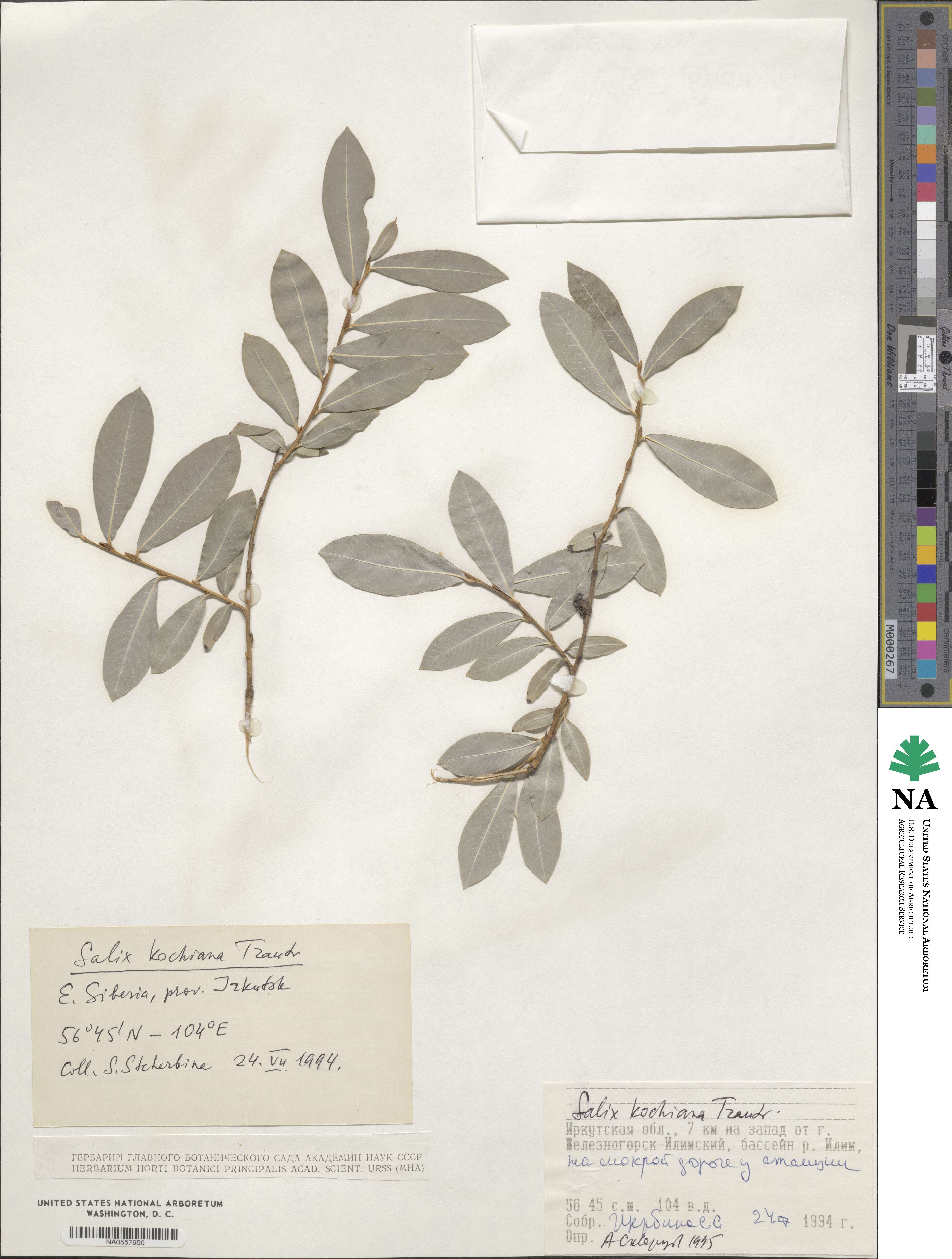 Salix kochiana image