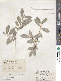 Salix kochiana image