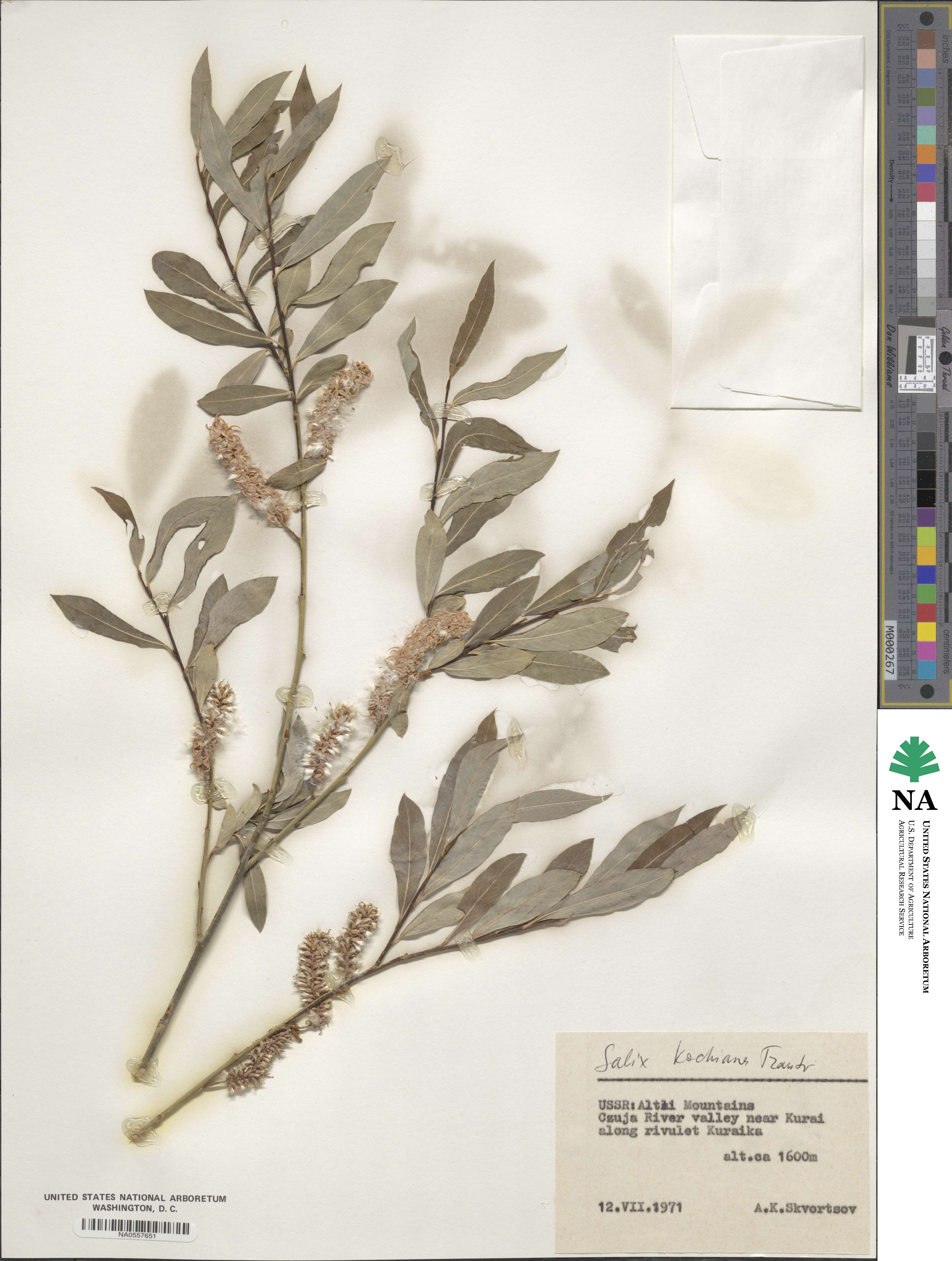 Salix kochiana image