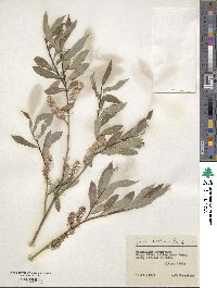 Salix kochiana image