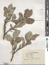 Salix lanata image