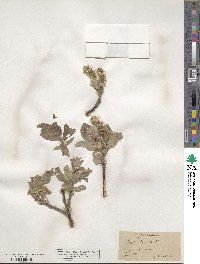 Salix lanata image