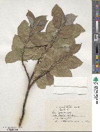 Salix lanata image