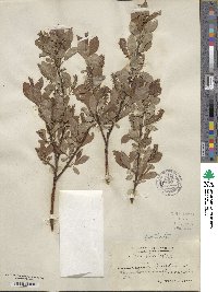 Salix hastata image