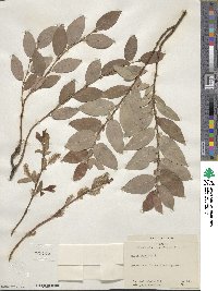 Salix hastata image