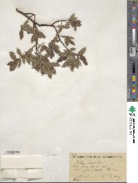 Salix hastata image