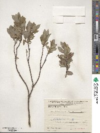 Salix hastata image