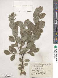 Salix hastata image