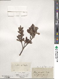 Salix hastata image