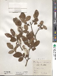 Salix hastata image