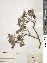 Salix hastata image