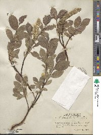 Salix hastata image