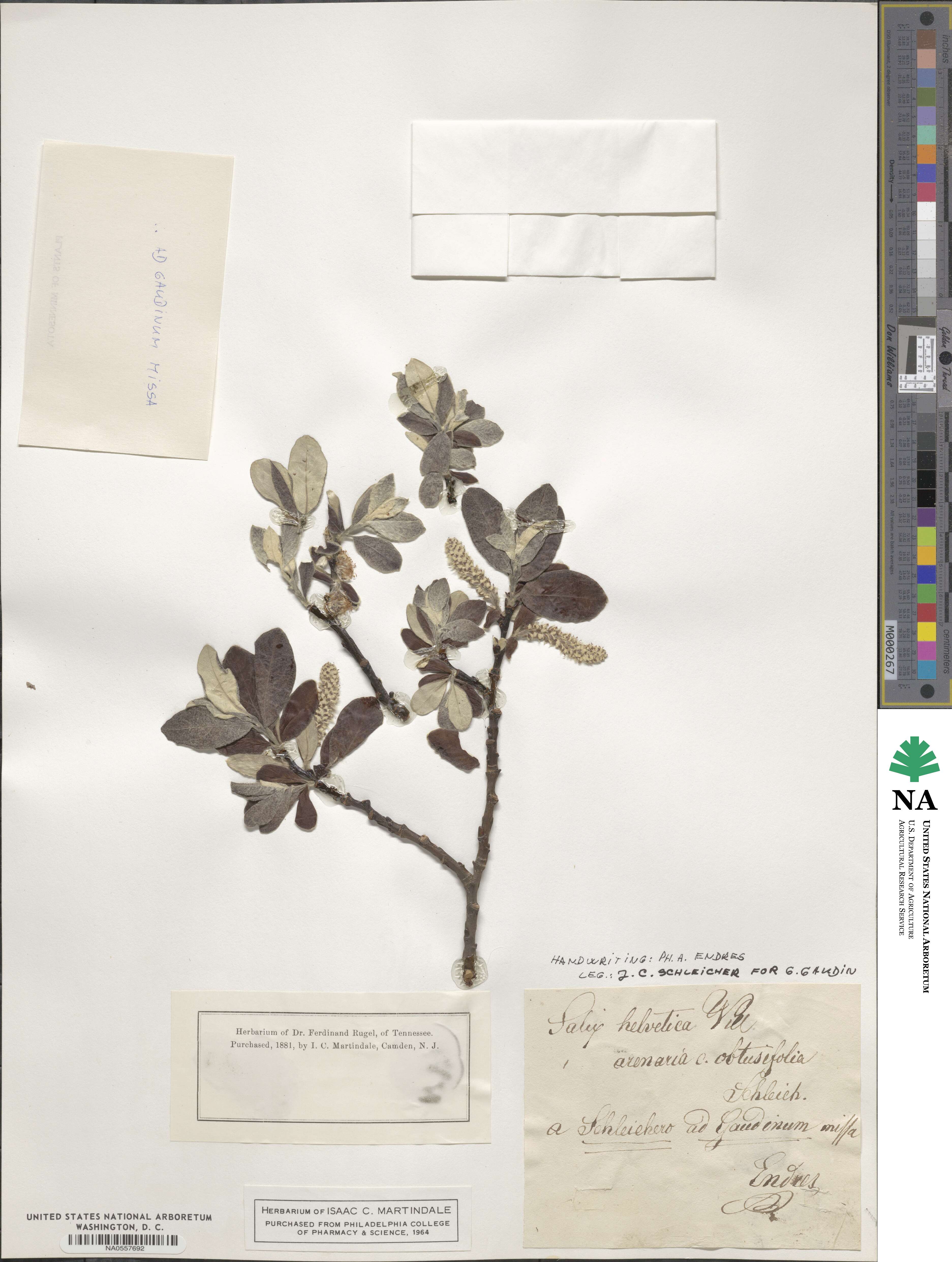 Salix helvetica image