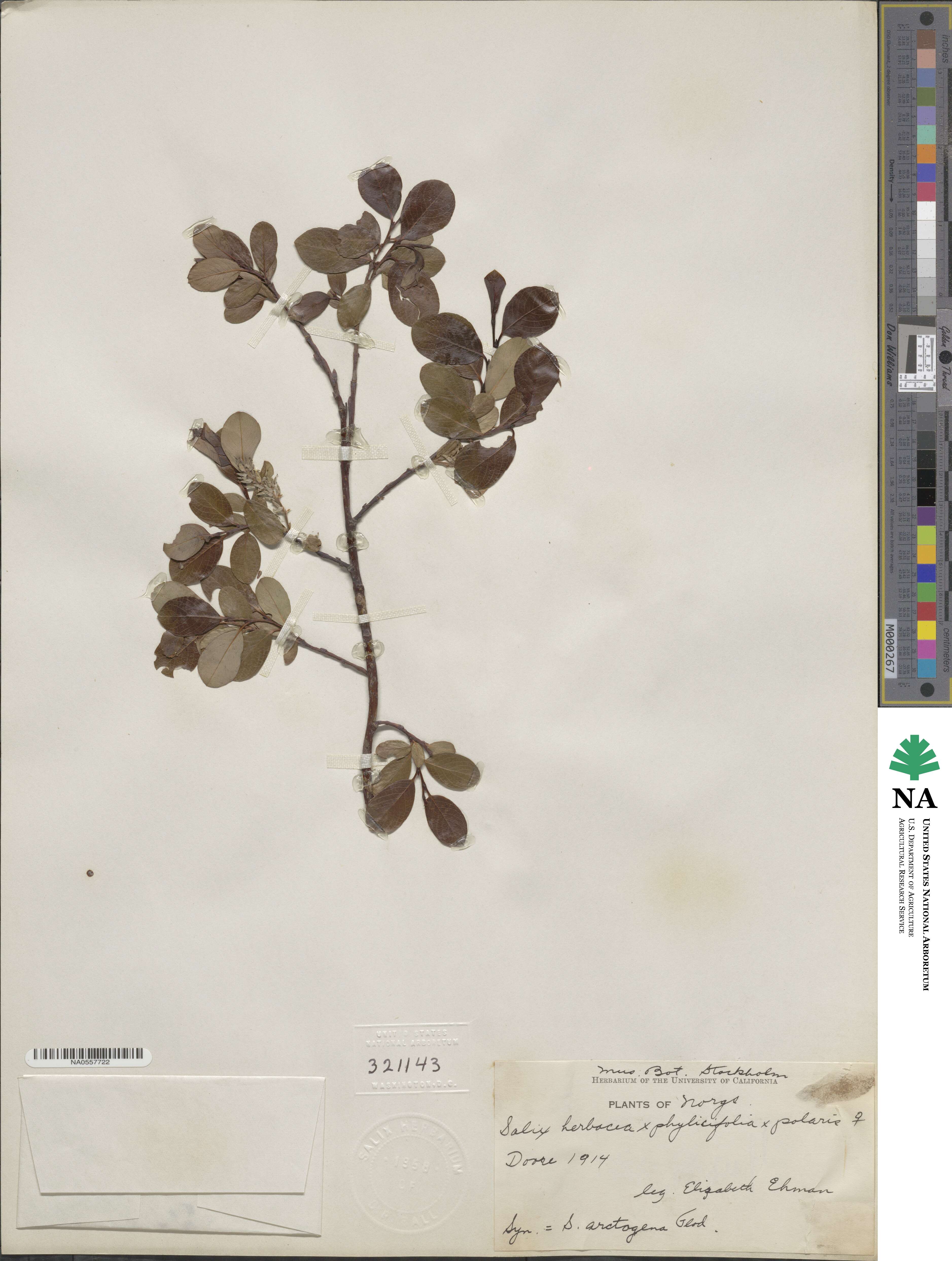 Salix herbacea image