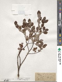 Salix myrtilloides subsp. myrtilloides image