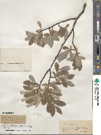 Salix glauca image