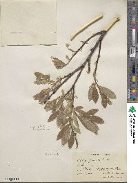 Salix glauca image