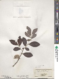 Salix glauca image