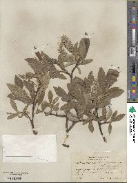 Salix glauca image