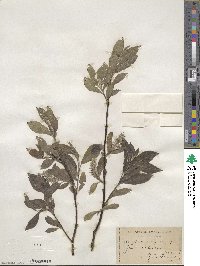 Salix glauca image