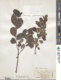 Salix grandifolia image