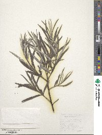 Salix eleagnos image