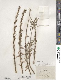 Salix eleagnos image