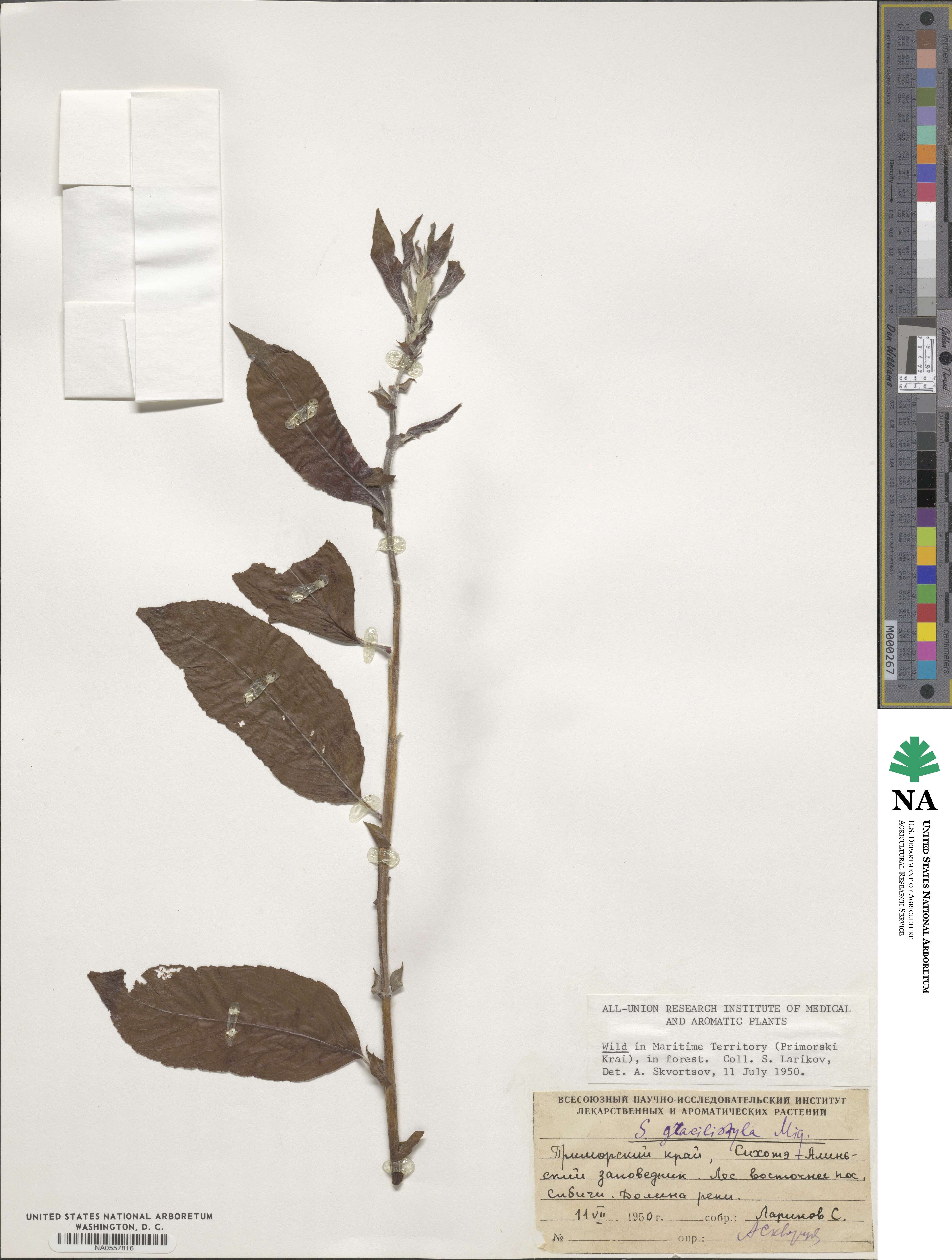 Salix gracilistyla image