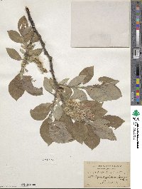 Salix lanata image