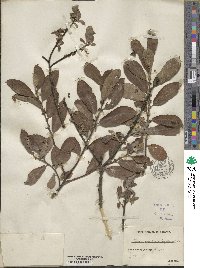 Salix cinerea image