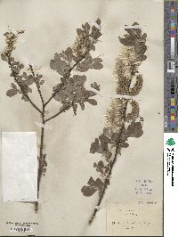 Salix cinerea image