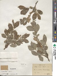 Salix cinerea image