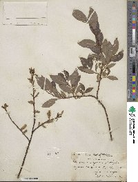 Salix cinerea image