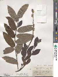 Salix cinerea image