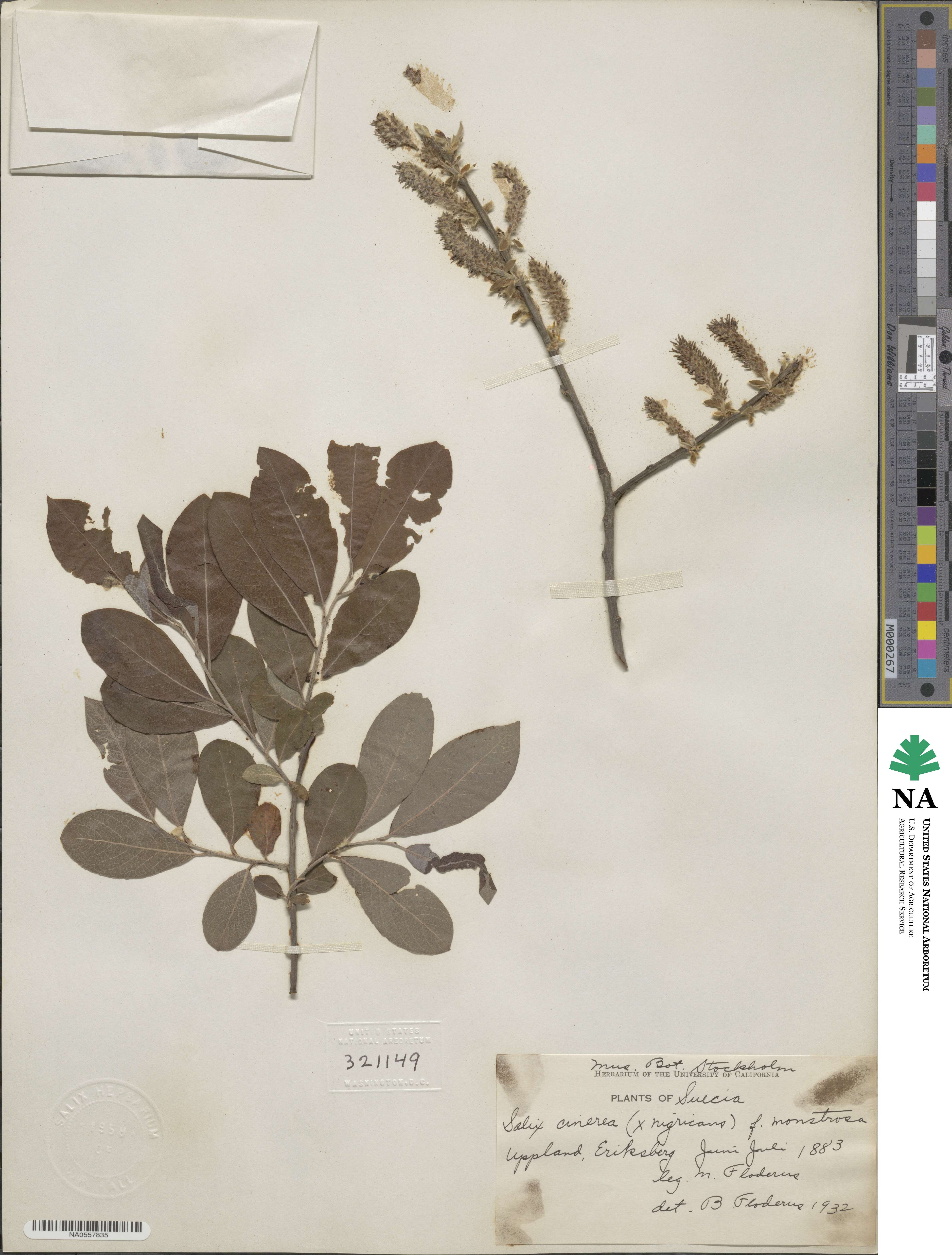 Salix cinerea image