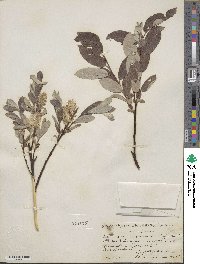 Salix cinerea image