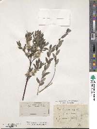 Salix depressa image
