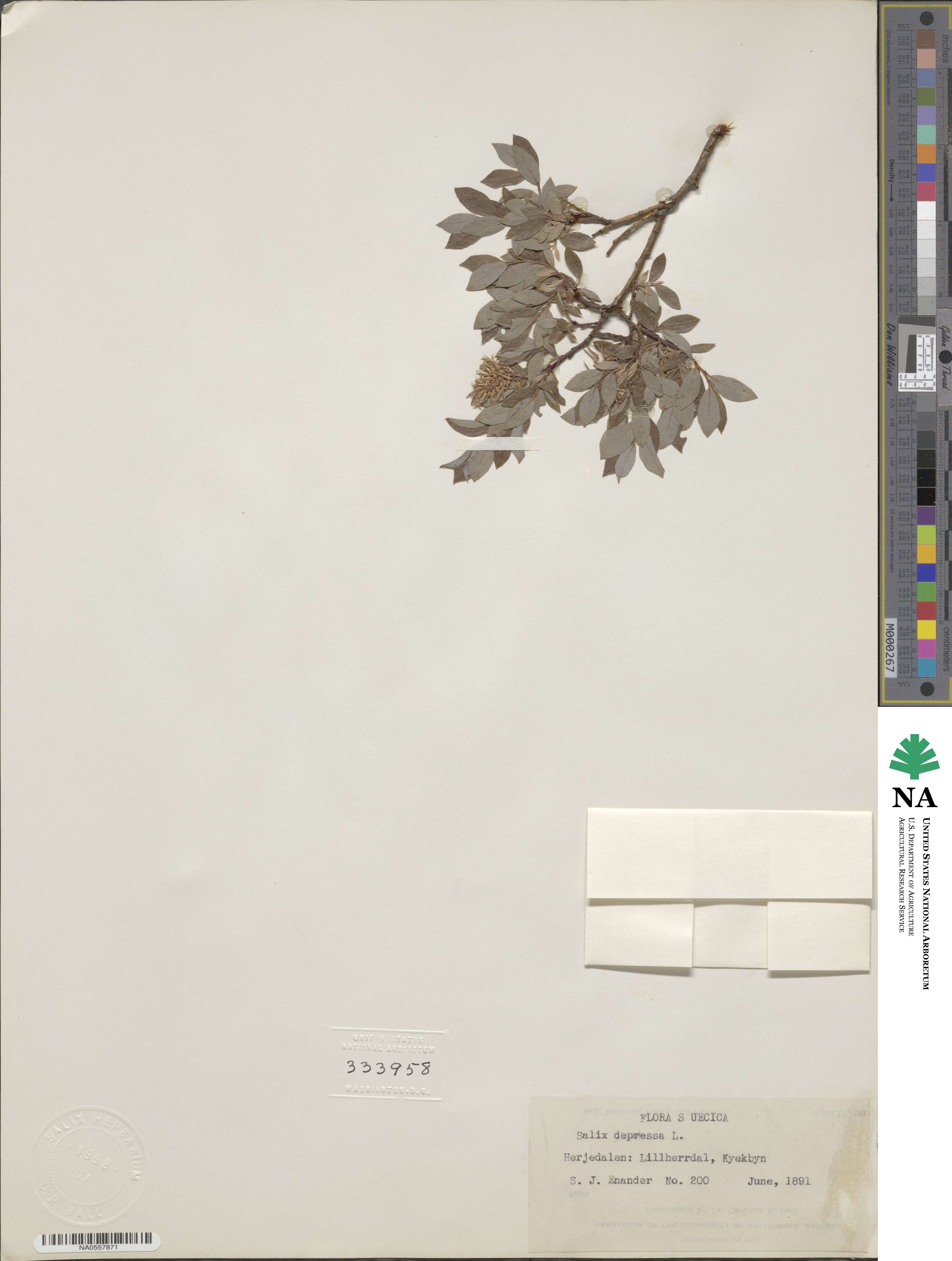 Salix depressa image