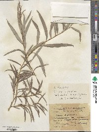 Salix caspica image