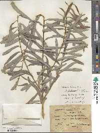 Salix caspica image