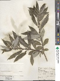 Salix caucasica image