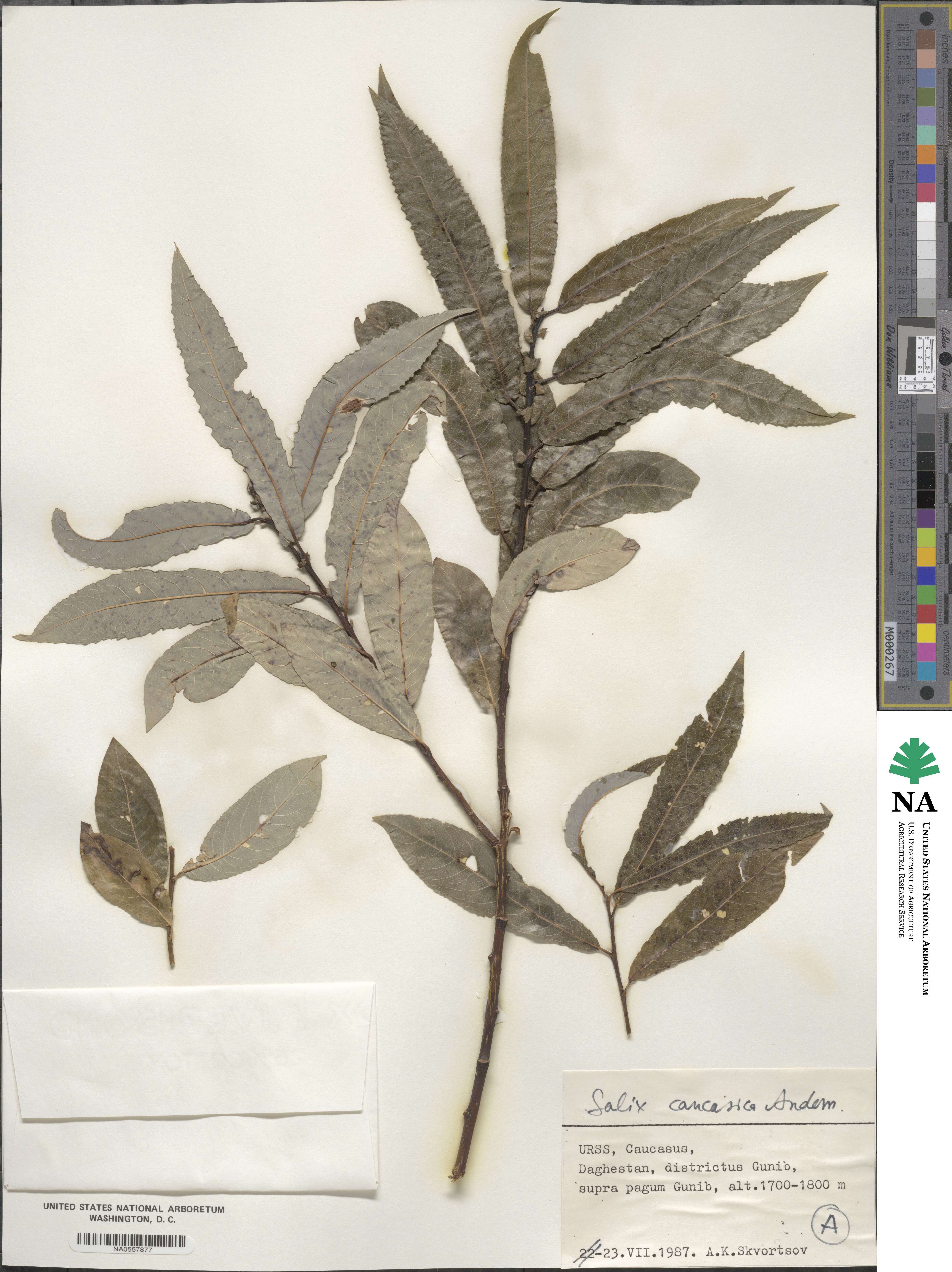 Salix caucasica image